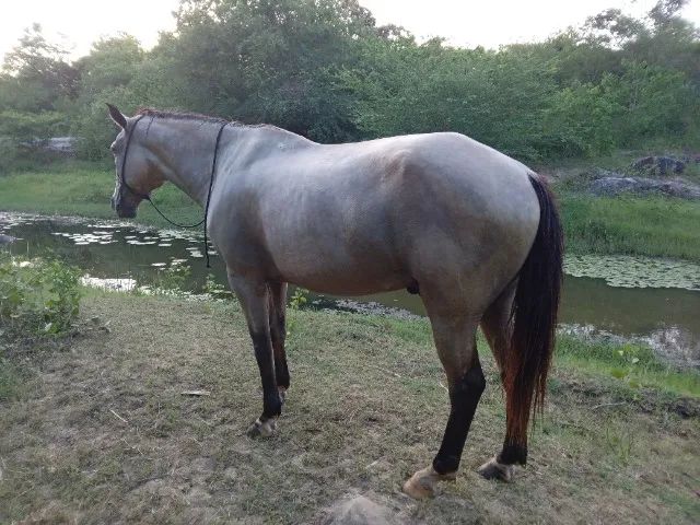 Cavalo manso de sela 