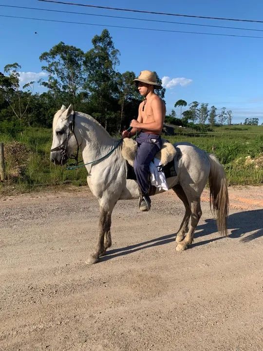 Crioulo bagual confirmado