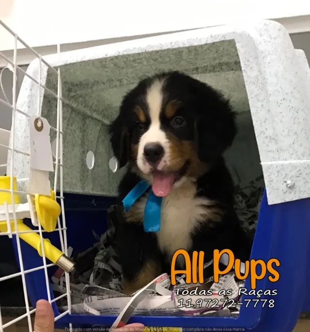 Bernese Mountain (Boiadeiro), com garantia total de saúde em contrato - Foto 2