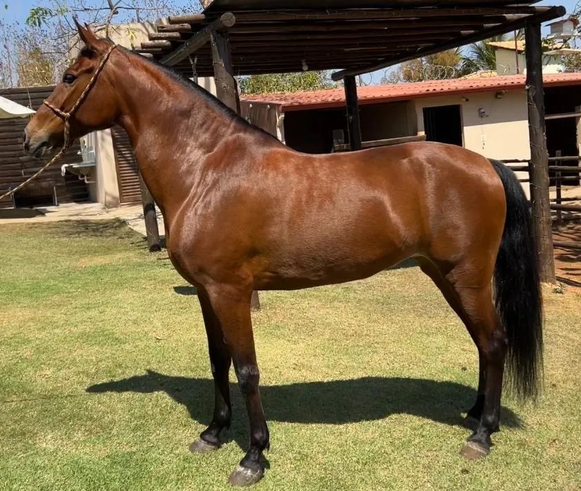 Vendo égua manga larga