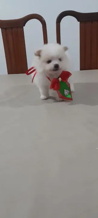 Filhote de Spitz Alemão - Foto 3