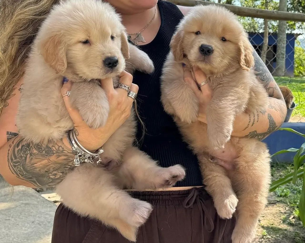 Dois filhotes Golden Retriever // o pedigree dos sonhos! Natal melhor!