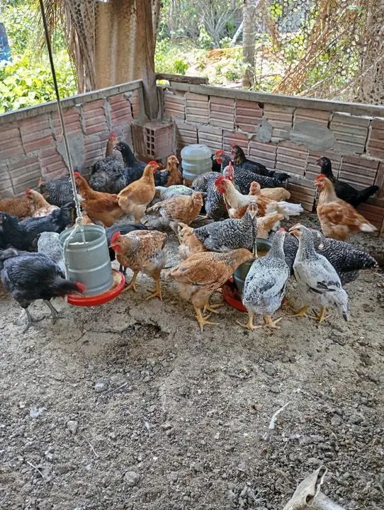 Porcos e Frangos Caipirão  - Foto 4