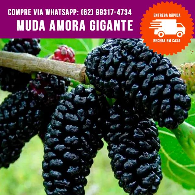 Muda de Amora Gigante Produzindo