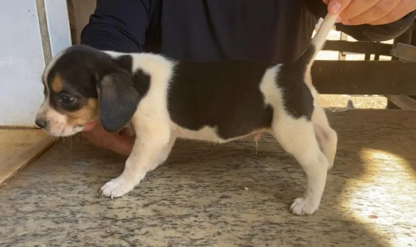 Beagle