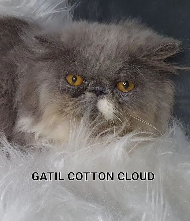 Plantel de Persas 50% off - Foto 2