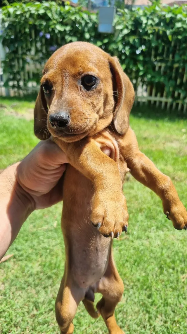 Dachshund for hot sale sale olx