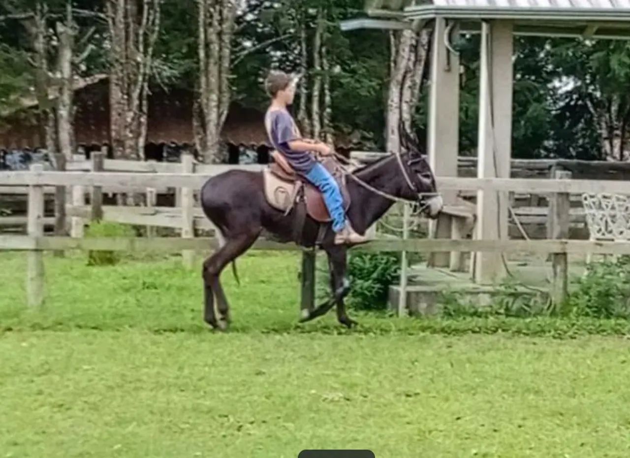 Jumento Preto Marcha Picada - Foto 5