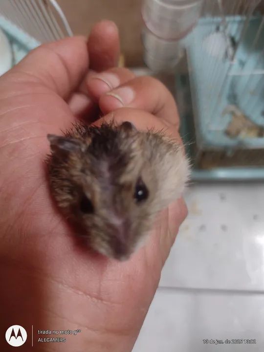 Hamister anão russo  - Foto 5