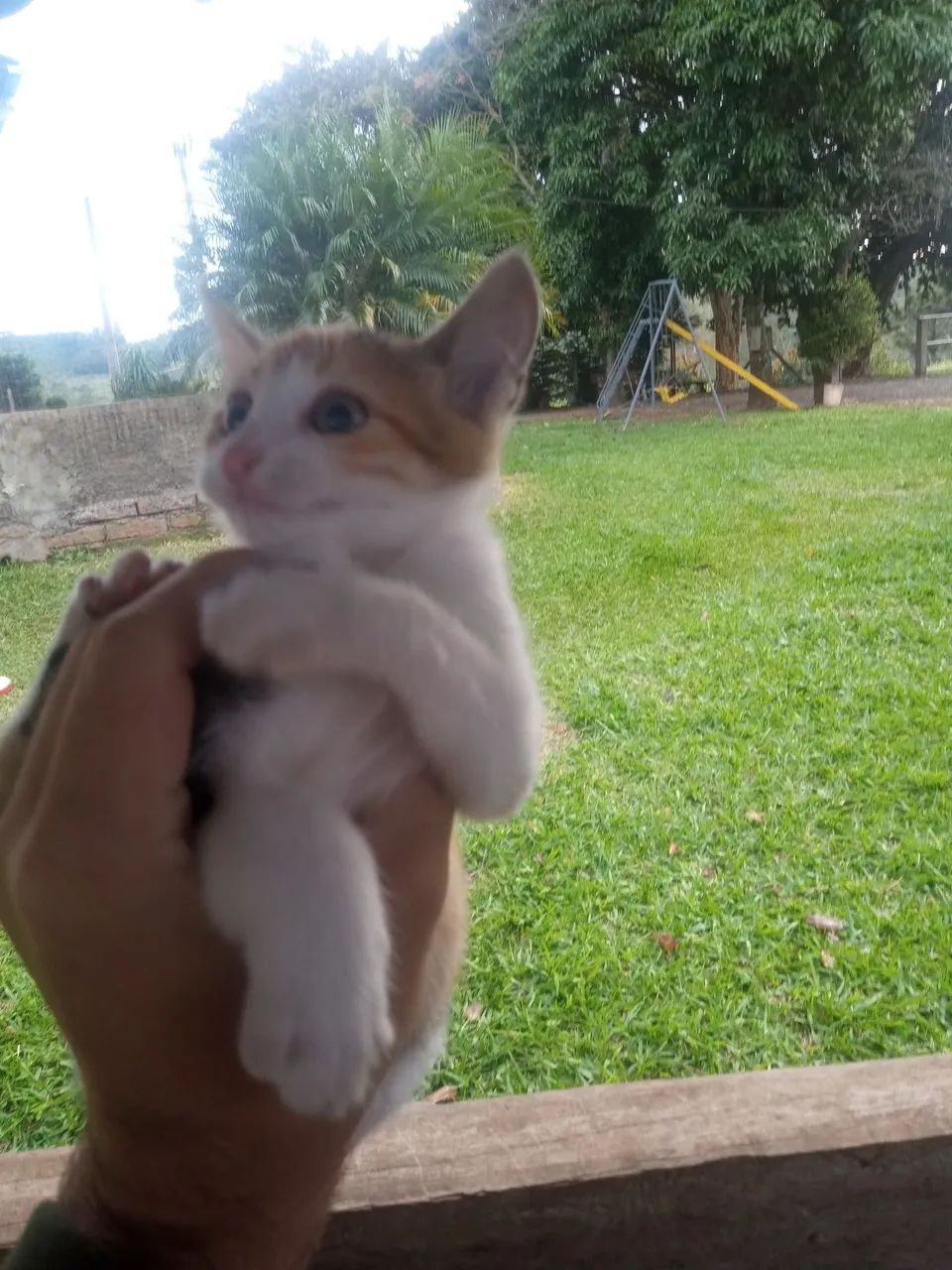 Gatinhas  disponíveis para adoção - Foto 2
