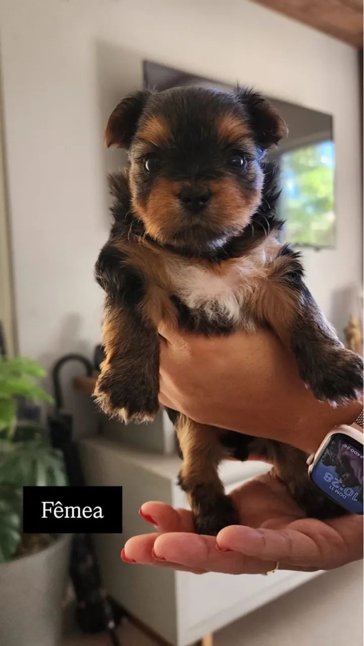 Casal Yorkshire Terrier  - Foto 3