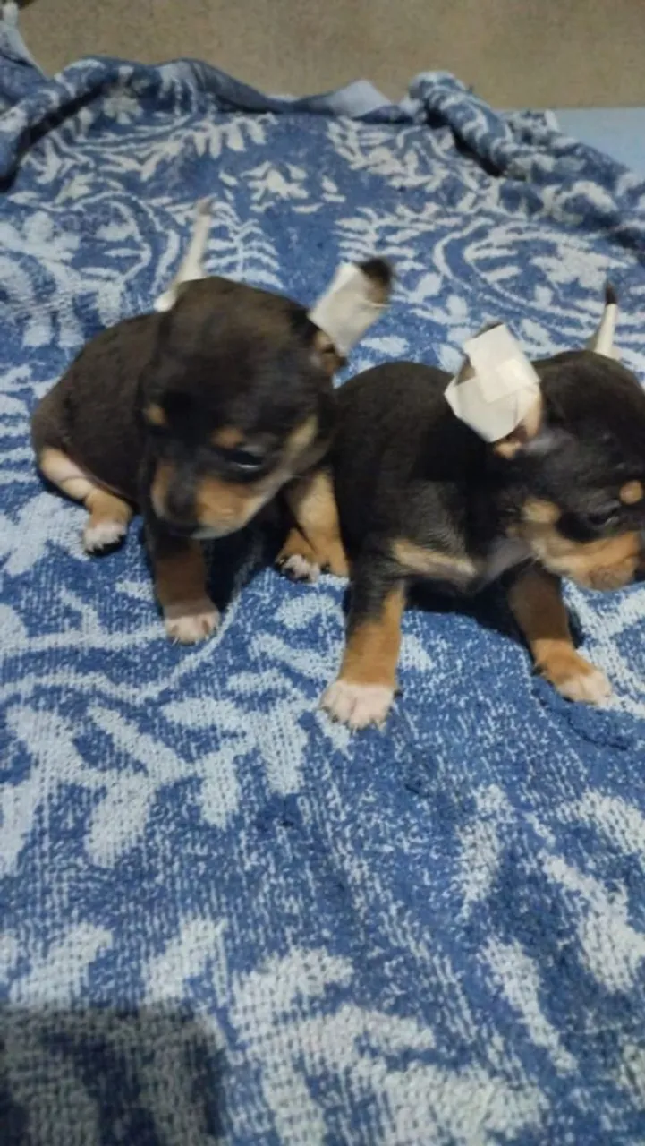 Filhotes de Pinscher MERLY