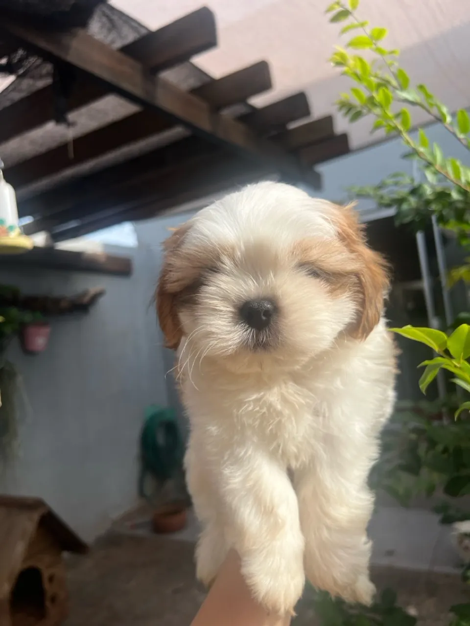 Filhote Shih Tzu shitzu shitsu