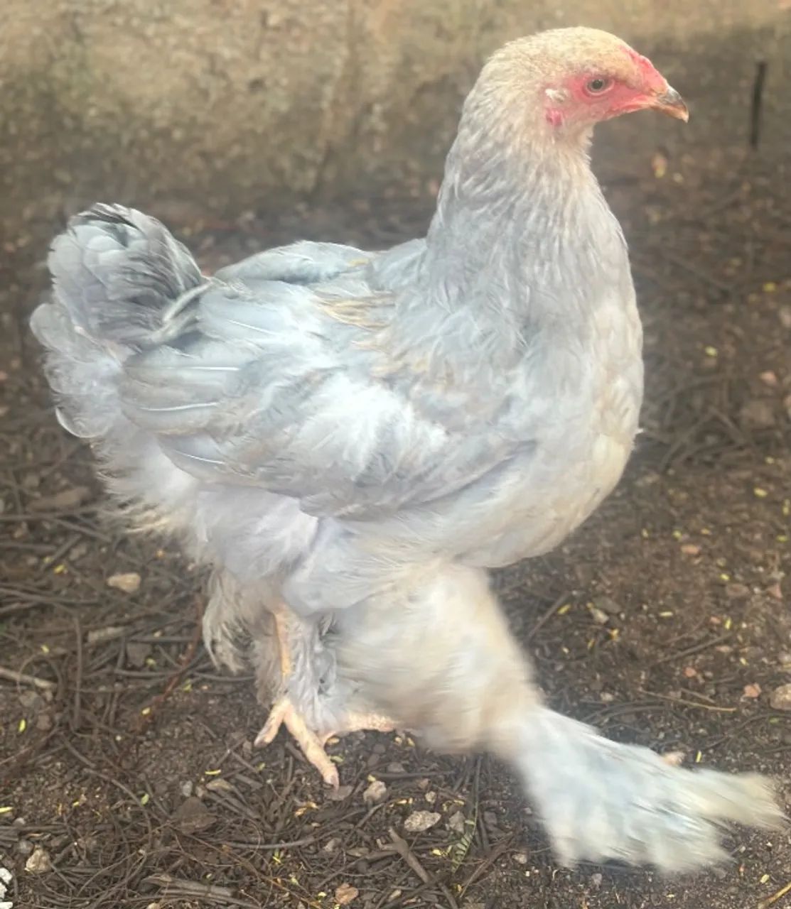  Galinha Brahma 
