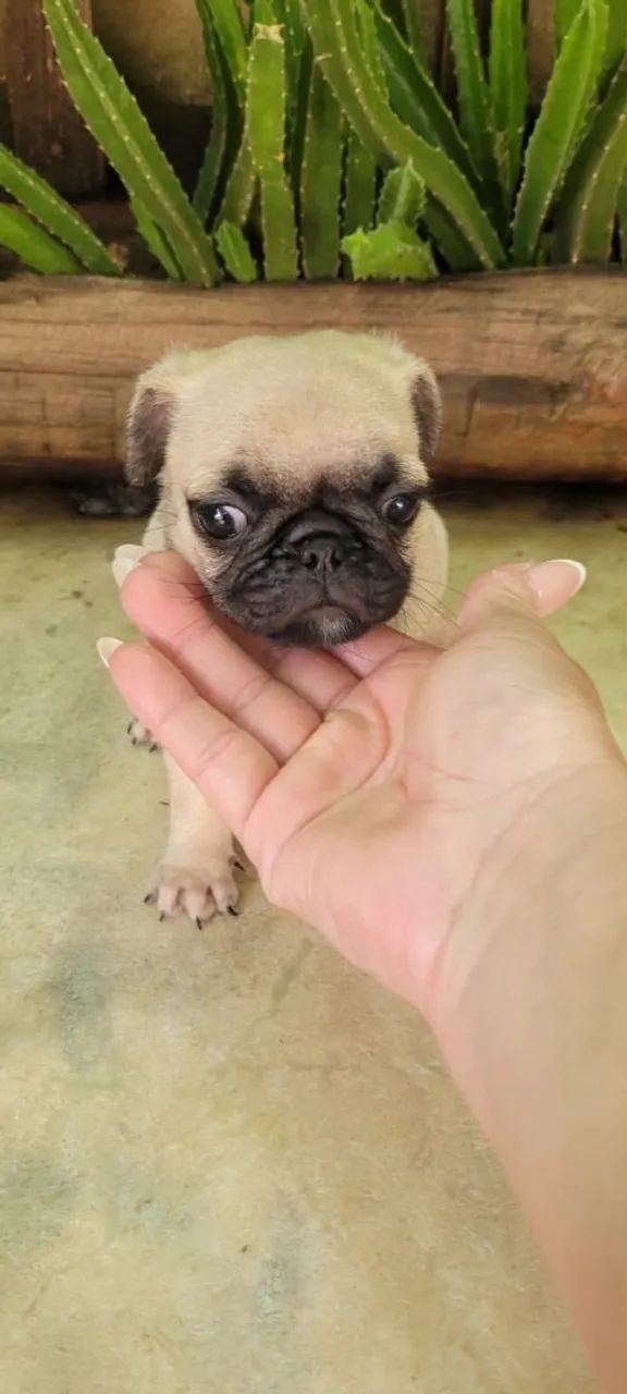 Filhote de Pug fofo e estiloso - Foto 3