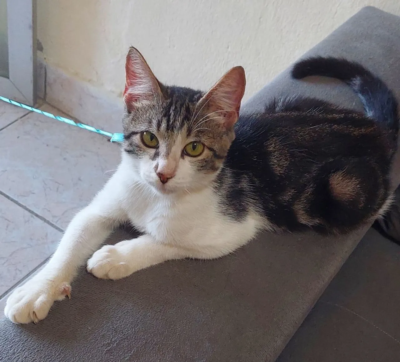 Gatinho filhote para adoção: peludo e charmoso!