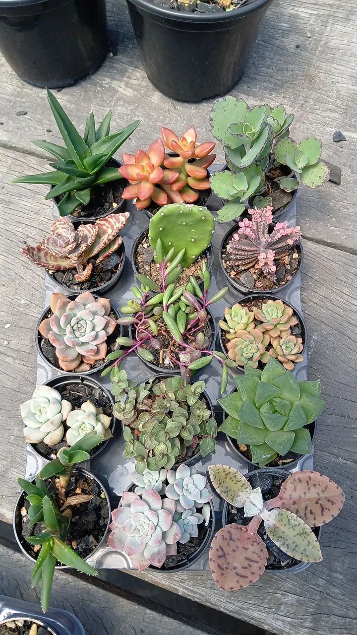 Suculentas e Cactos a partir de 2 reais - Foto 2