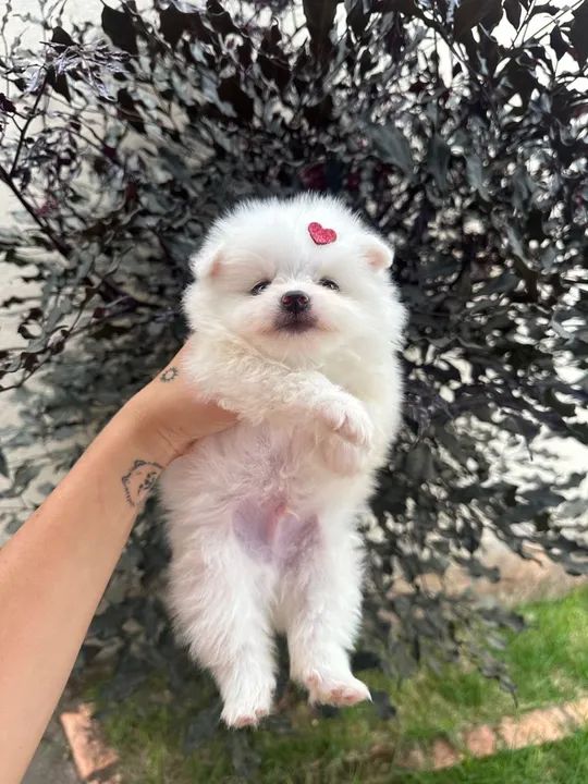 Filhote de Spitz Alemão   - Foto 2