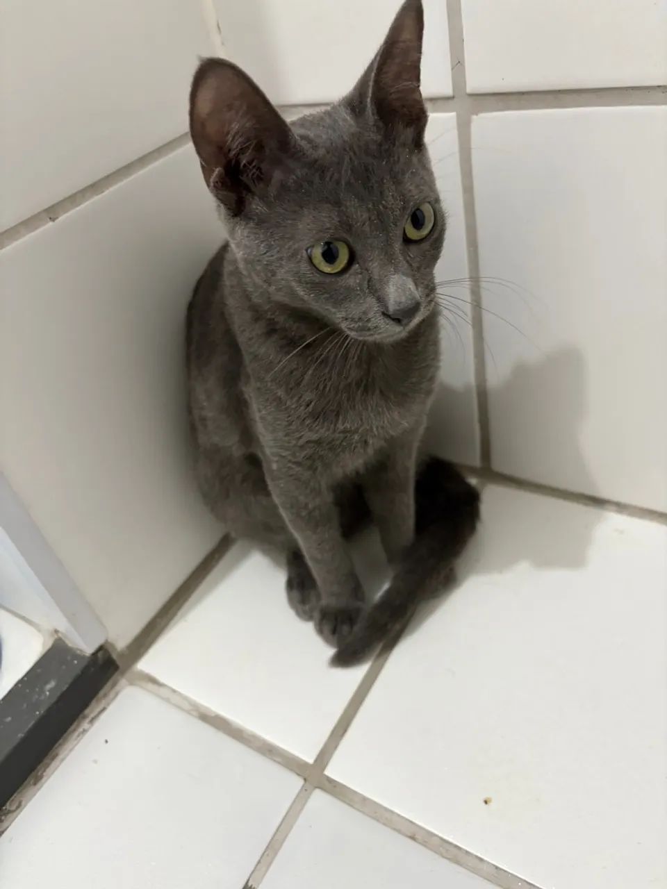 Gato Russian blue 