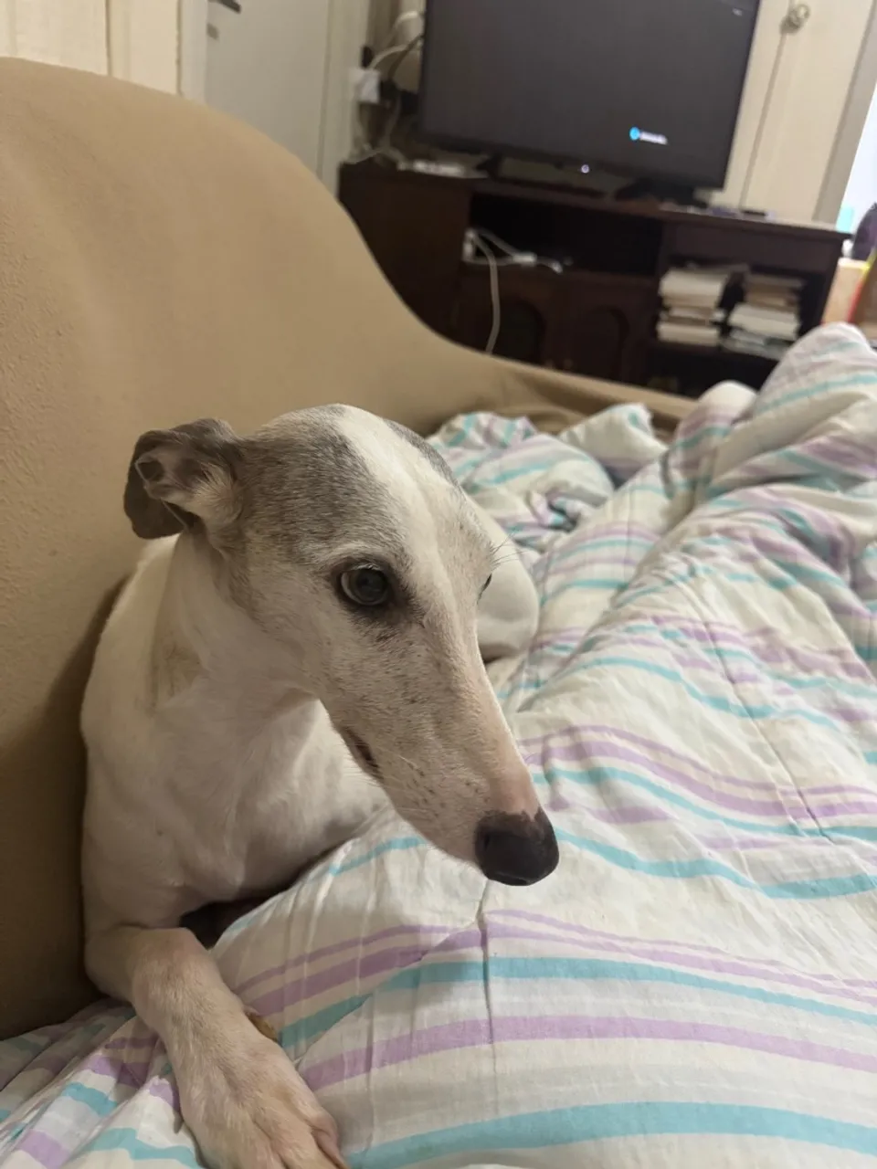 Whippet disponível para adoção