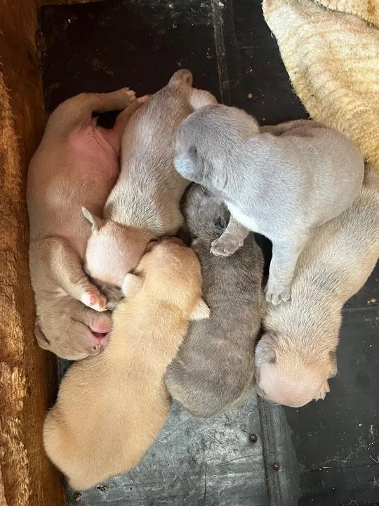 Filhotes American Bully Micro - Foto 5