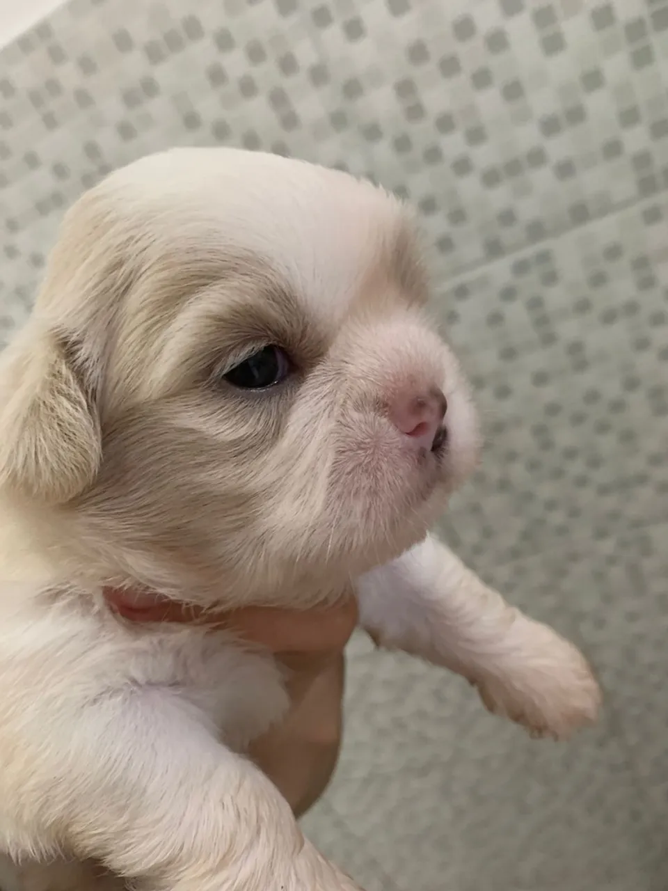 Filhote de Shih Tzu para vender