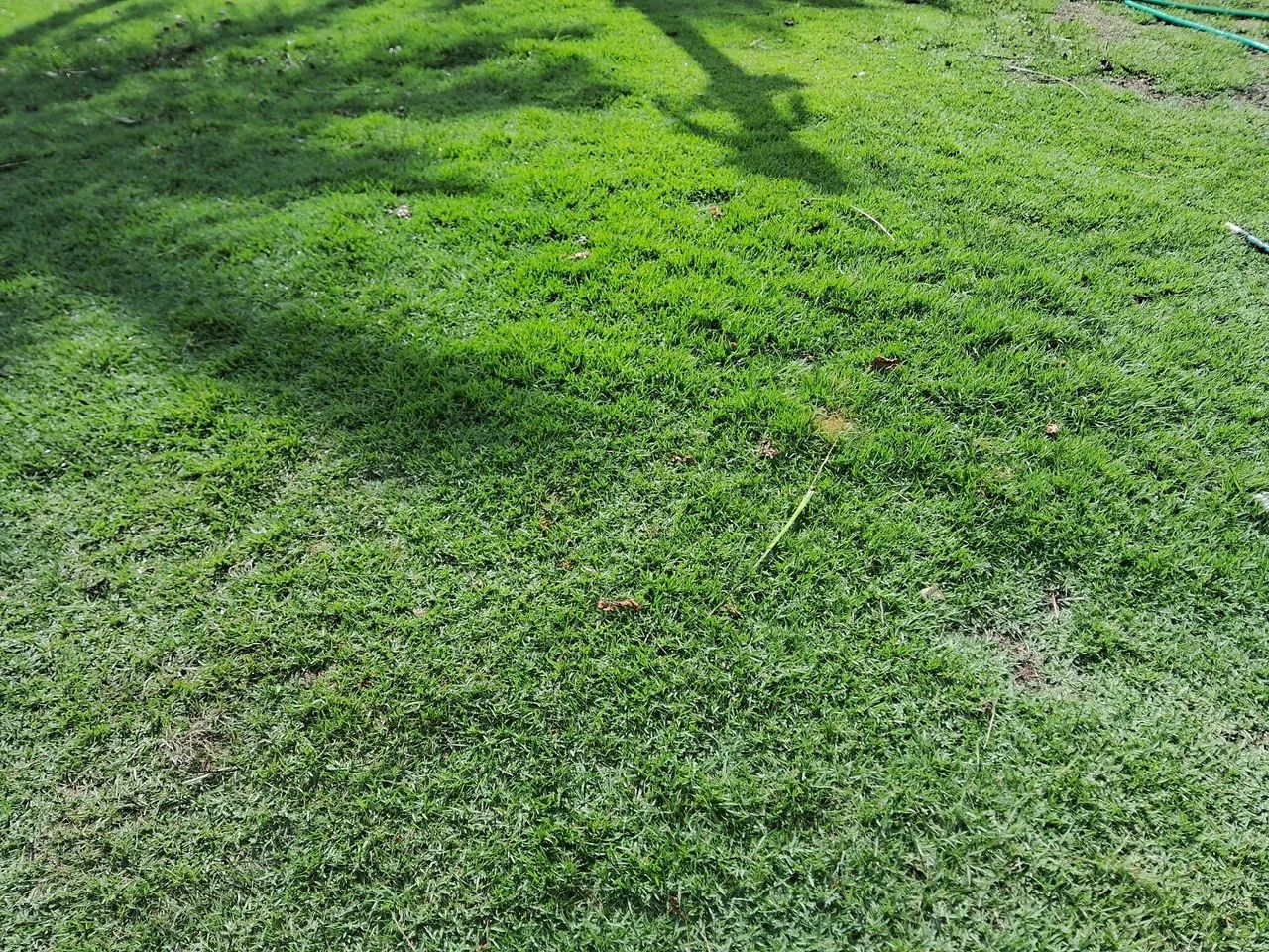 Vendo Grama Esmeralda