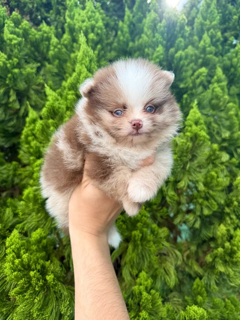 Spitz alemão/lulu da pomerânia anão macho choco merle Cachorros