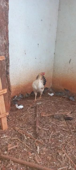 Angolinhas com 10 dias - Foto 3