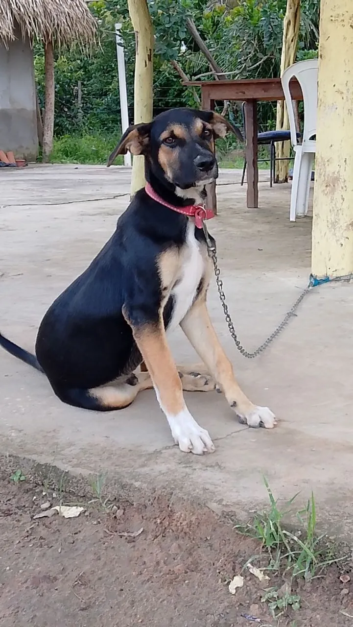 Adota-se Filhote de Rottweiler de 7 meses 