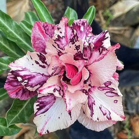 ID : FLORITA