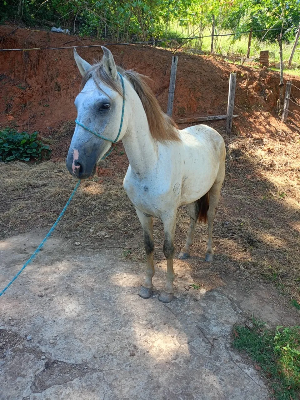 Cavalo manga larga