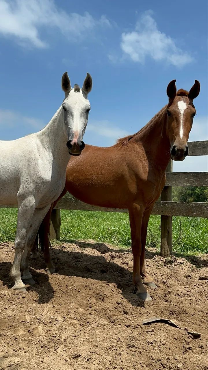 Éguas mangalarga marchador 