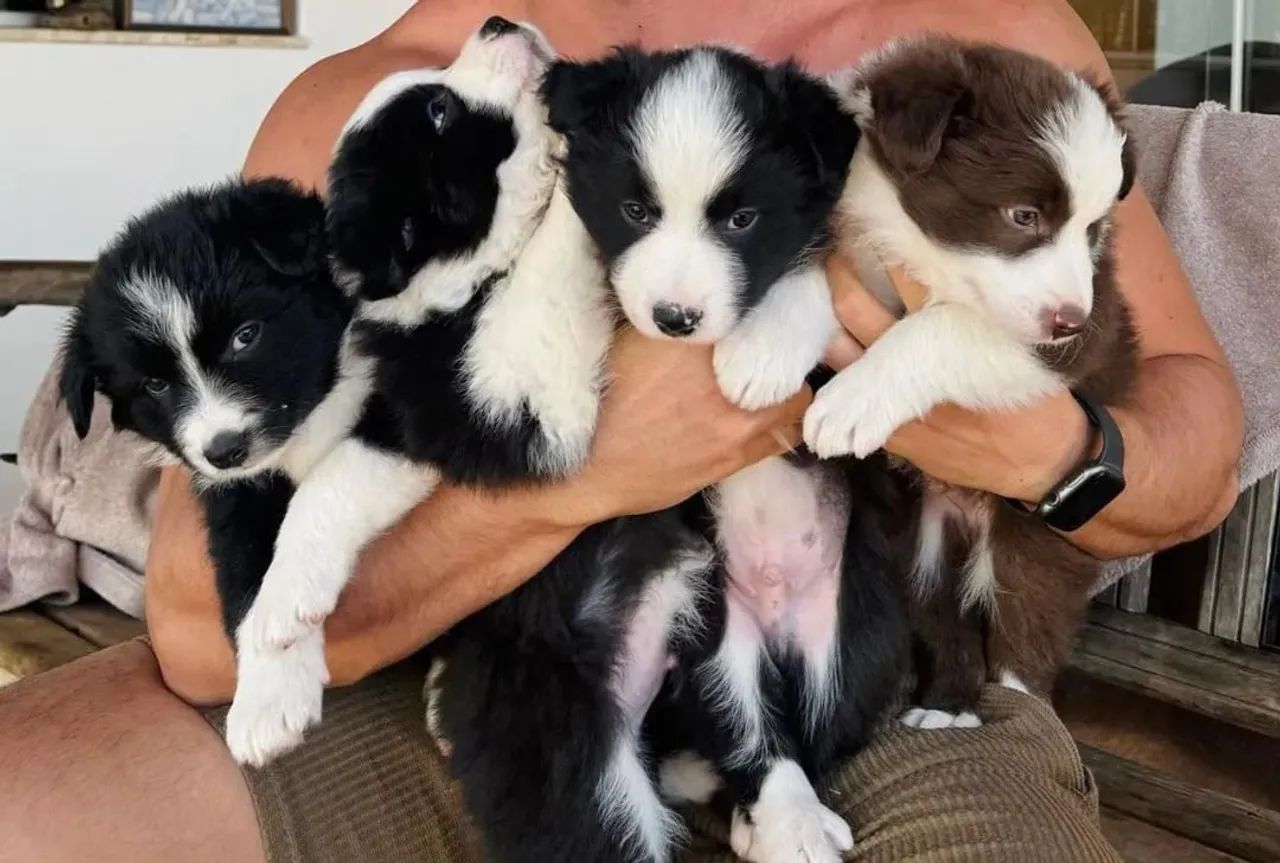 Filhotes Border Collie  - Foto 4