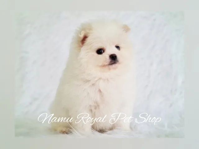 Filhote de Spitz Alemão macho em loja anão - Foto 3