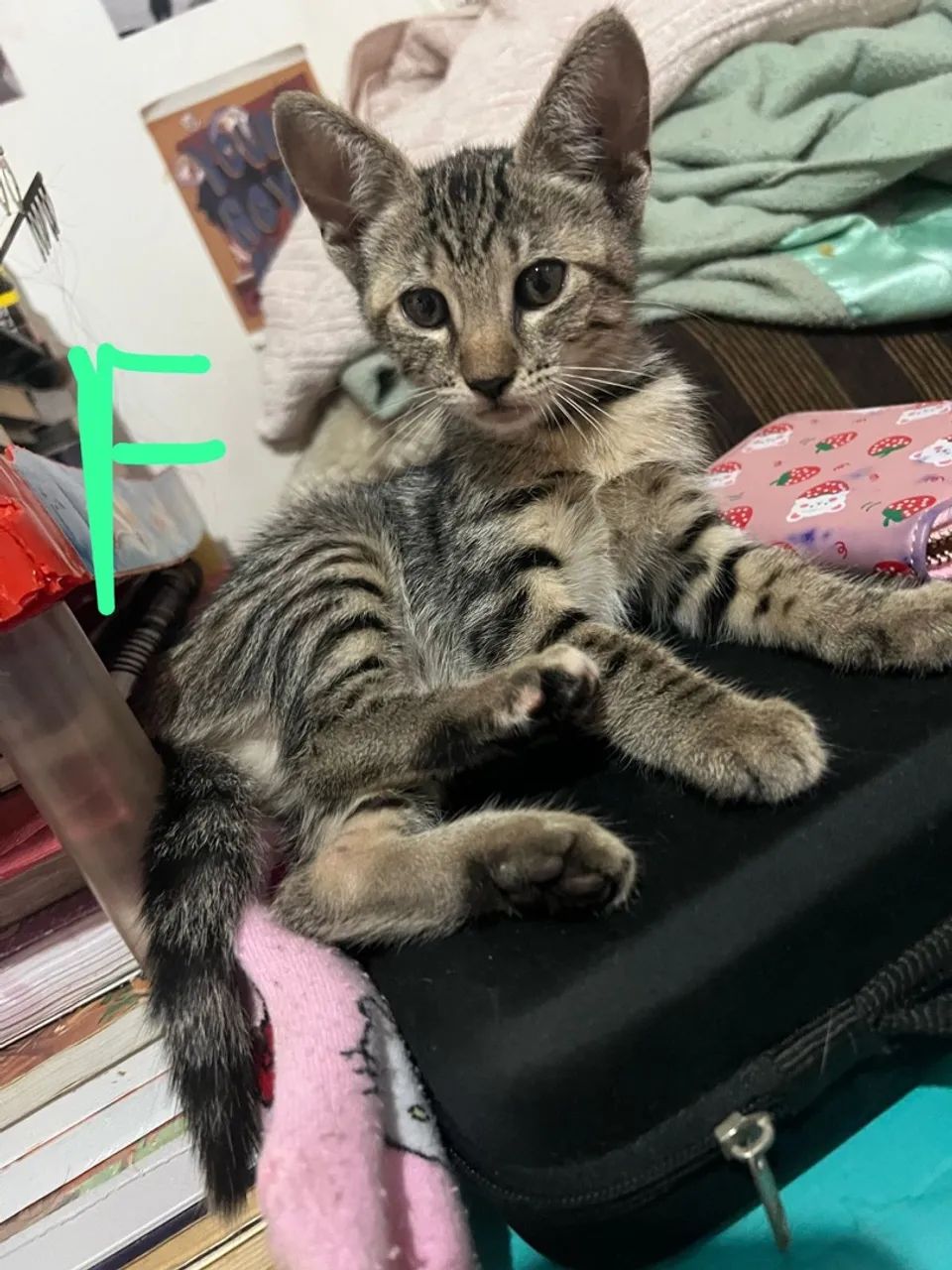 Gatinhos fofinhos para adoção - Foto 2