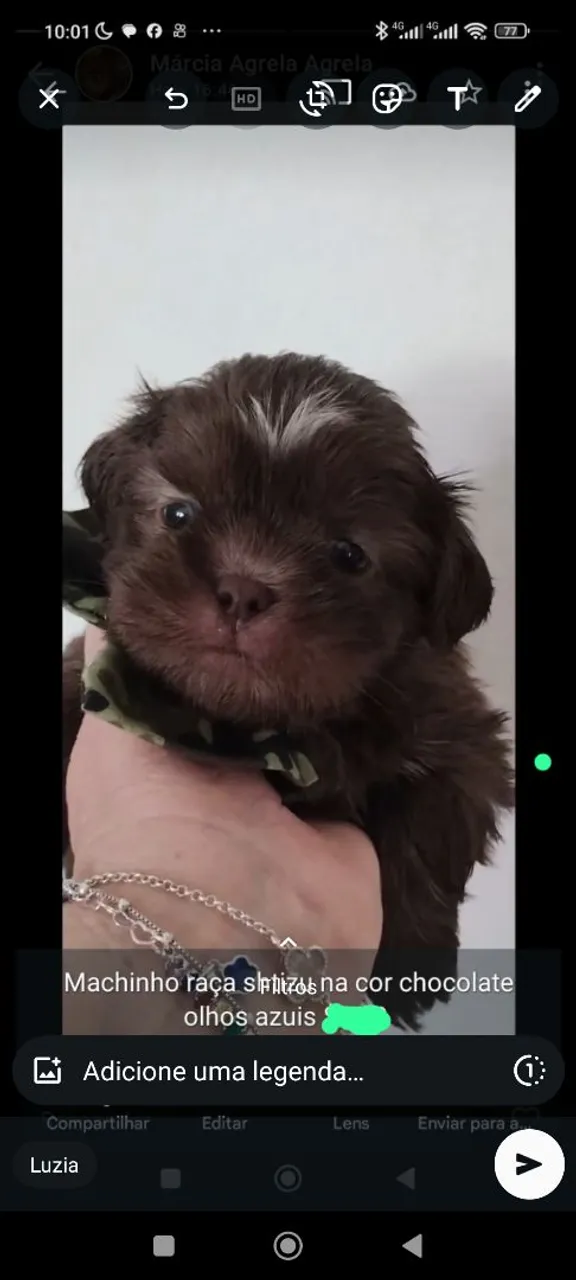 Filhote Shih Tzu Macho Chocolate