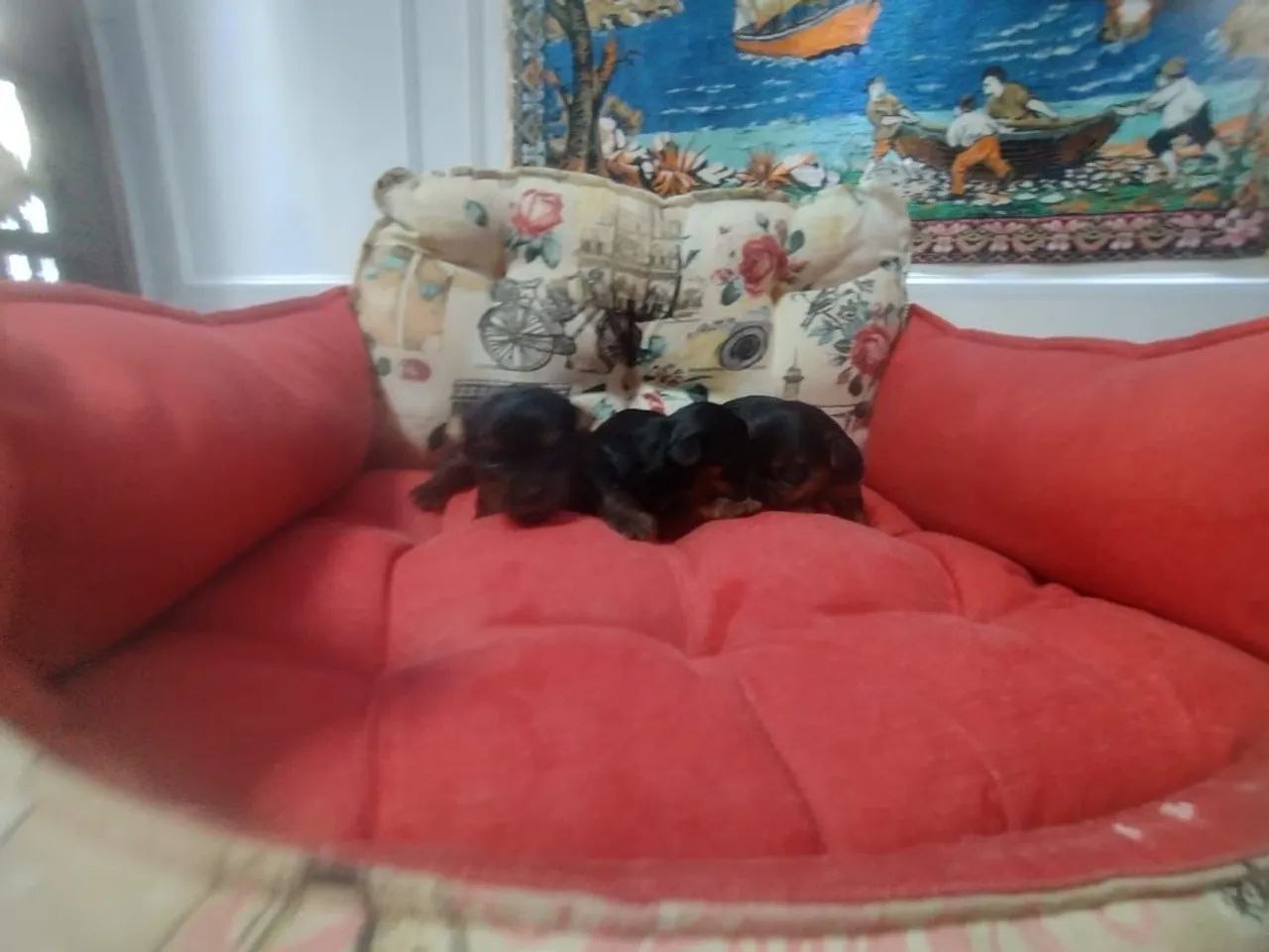Dois filhotes de Yorkshire Terrier