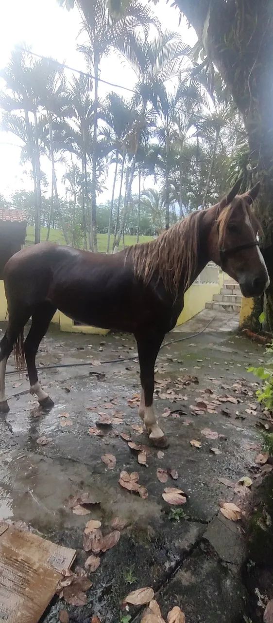 Cavalo Mangalarga paulista  - Foto 3