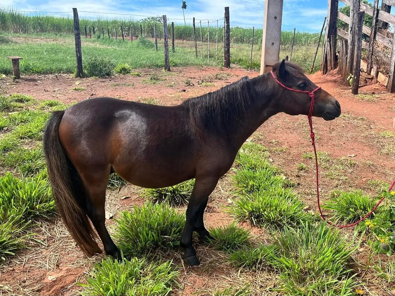 Pônei Miniatura para Venda - Foto 2