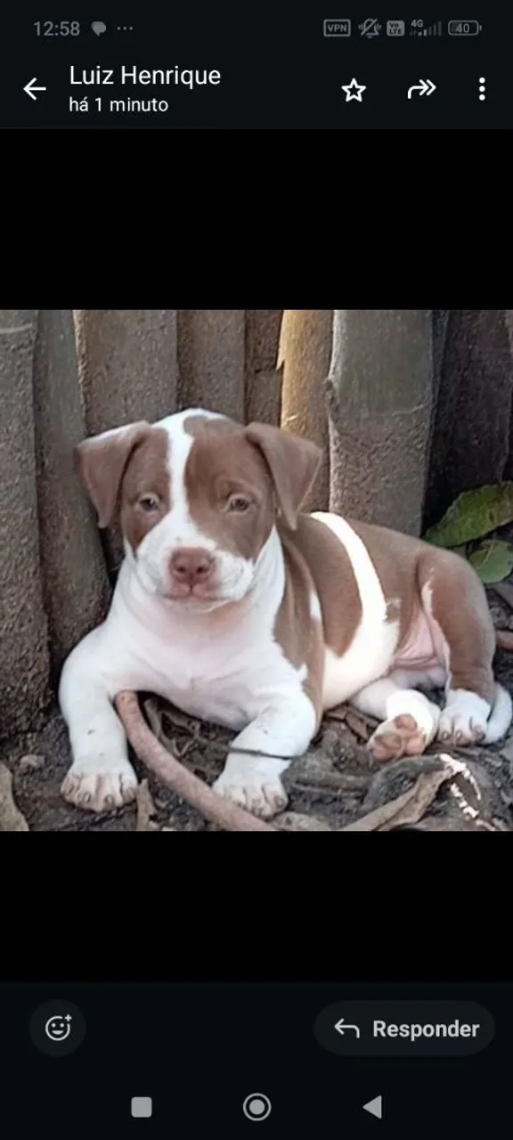 Filhote de Pitbull para vender