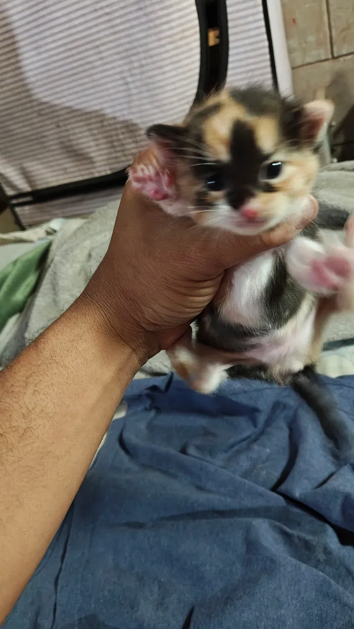 Gatinha Tricolor Filhote - Peludinha e Charmosa!