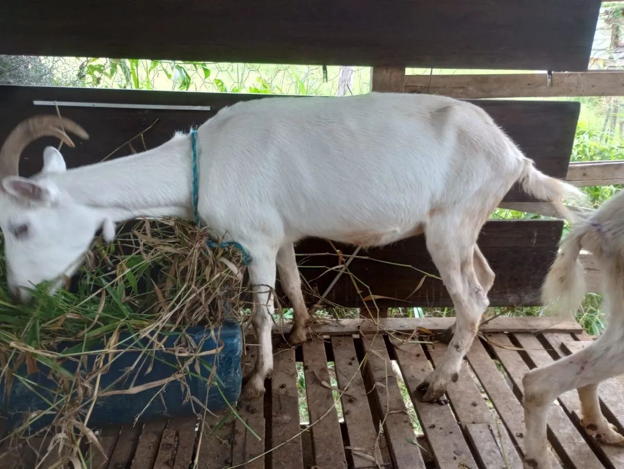 Cabras, sendo uma prenha. (Venda ou troca) - Foto 4