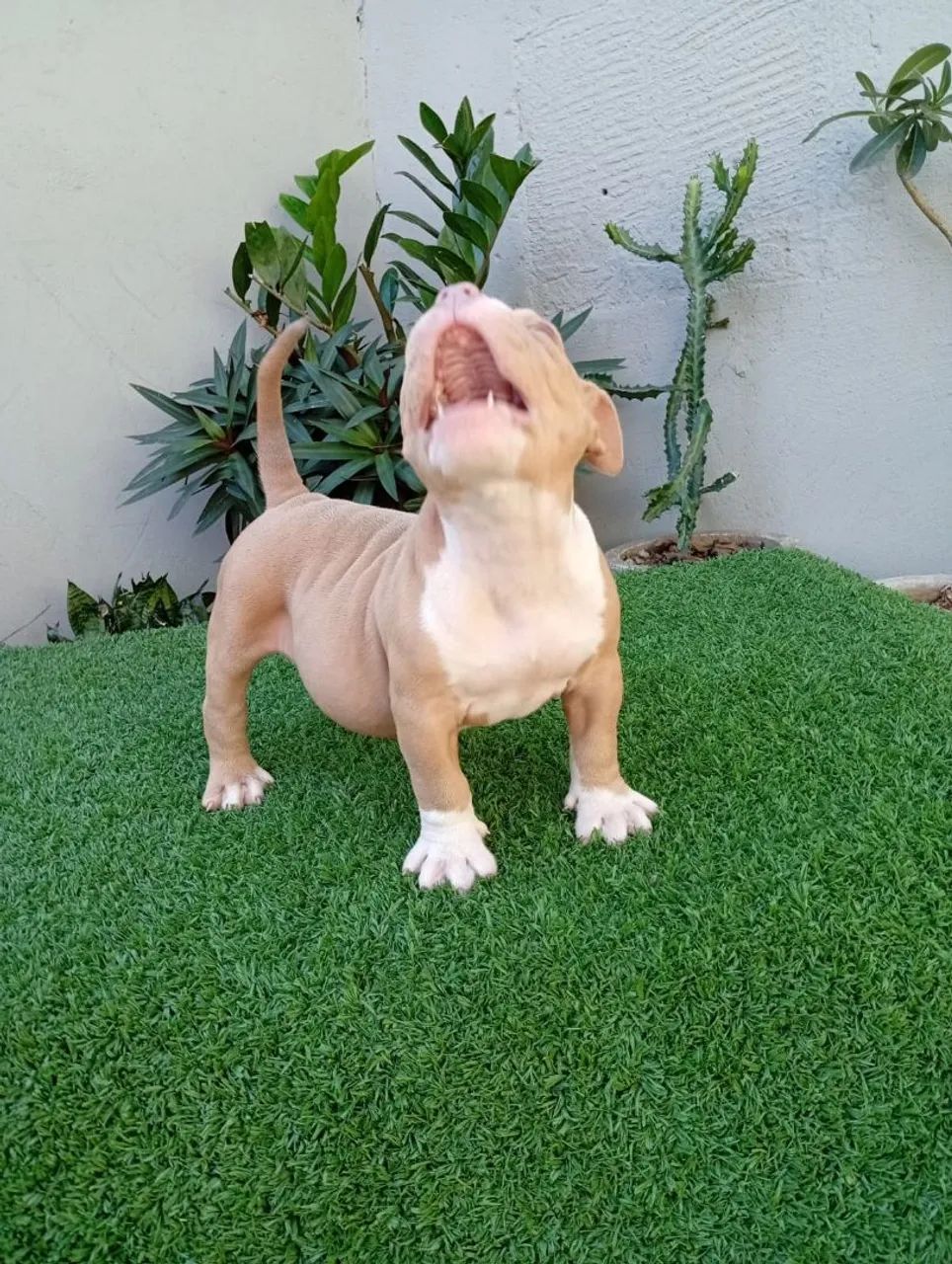Filhote de American Bully macho  - Foto 3