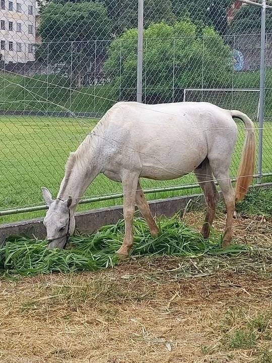 Cavalo tordilho  - Foto 5