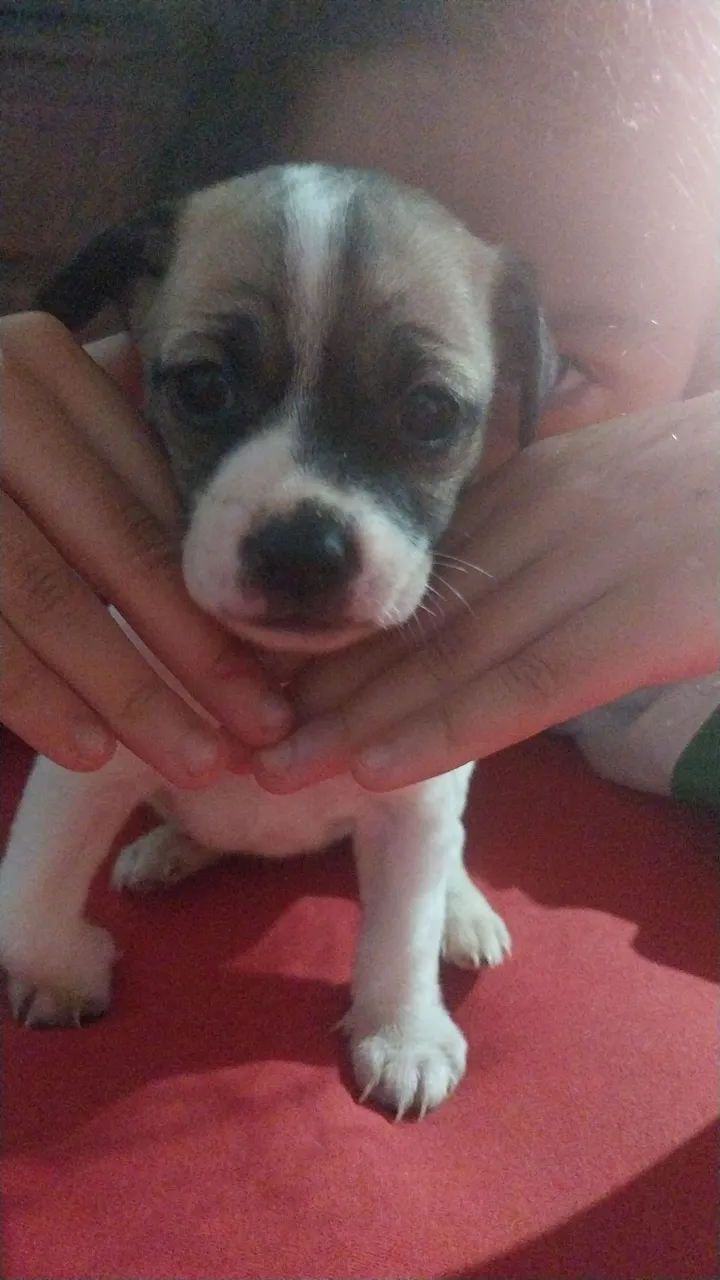 Filhote fofo para adoção