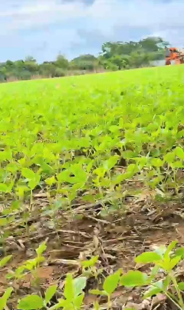Fazenda Planaltina DF BR O20 PRF - Foto 3