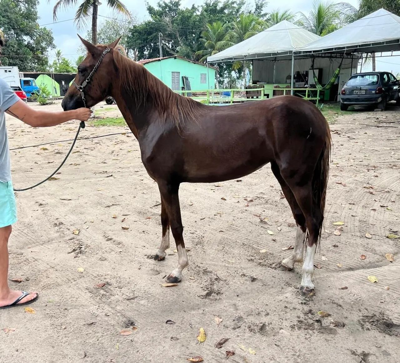 Cavalo Piquira Marchador 