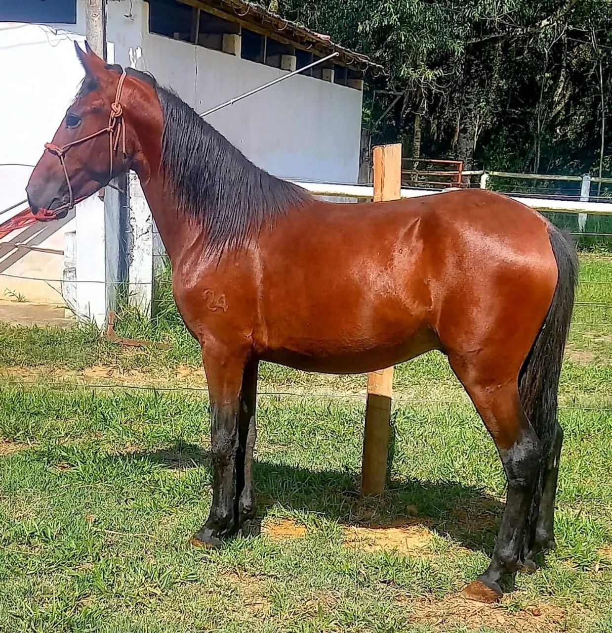 Potro Mangalarga Marchador