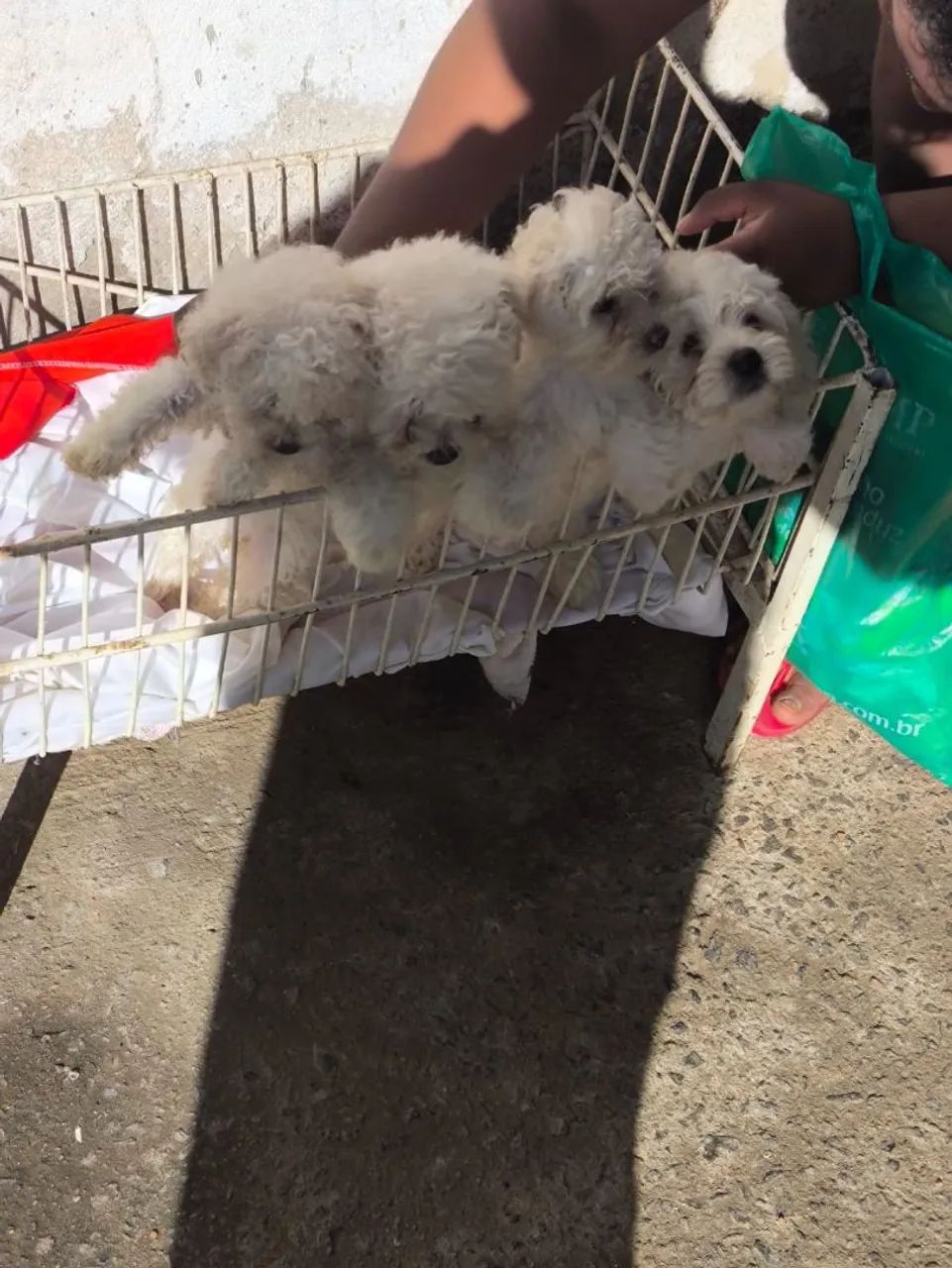 Cachorro de raça Poodle - Foto 2